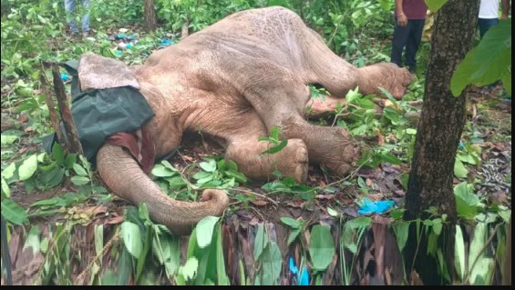 हरिद्वार वन प्रभाग में एक और हाथी की मौत, लगातार हो रही मौतों ने बढाई वन विभाग की चिंता